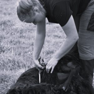 Cursus Schapenscheren