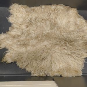 Gevilten vachten drentsheide schaap