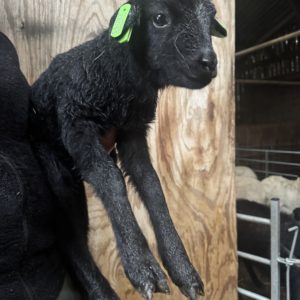 Adoptie van 28055