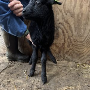 Adoptie van 28054