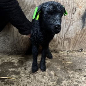Adoptie van 37460