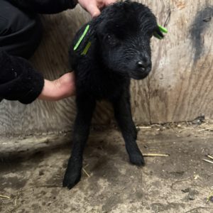 Adoptie van 37463