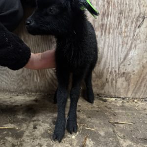 Adoptie van 37464