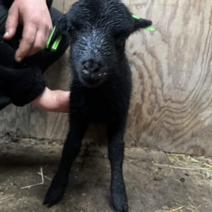 Adoptie van 28061
