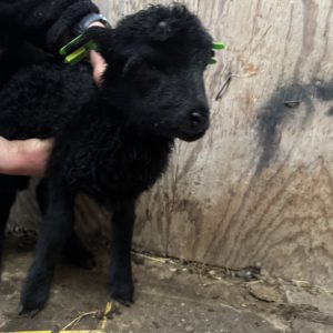adoptie van 37457
