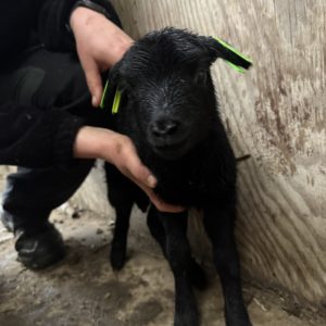 Adoptie van 37461