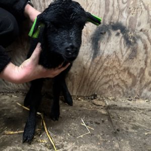 Adoptie van 28062