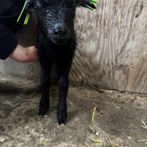 Adoptie van 37465