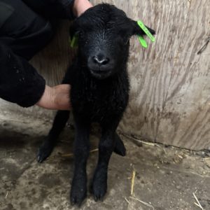 Adoptie van 37466