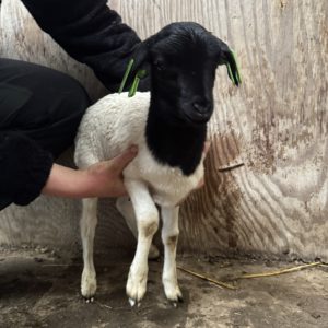 Adoptie van 28066