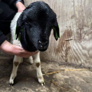 Adoptie van 28060